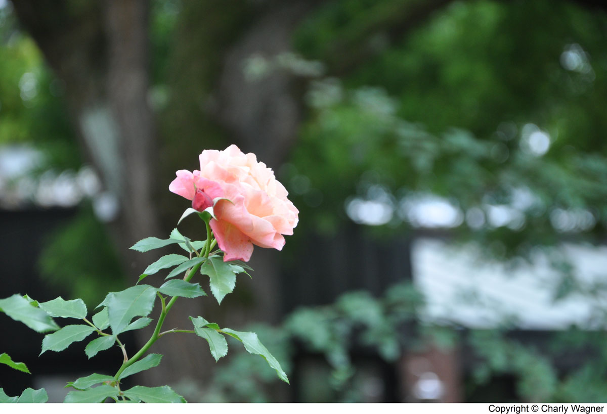 DSC_0680_C.jpg